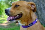 hemp collar by Pawsitive