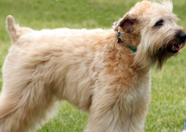 windblown wheaten terrier in field