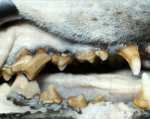 wikimedia image of periodontal dog tooth damage