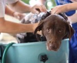 dog being bathes by many hands