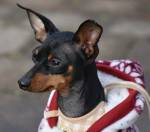miniature pinscher head shot wearing red hoodie