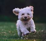 bichon frise running through grass - unsplash