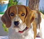 dog with long ears
