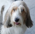 petit basset griffon vendeen facing foward hair over eyes