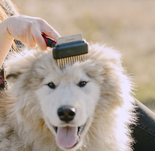 white dog being combed on head