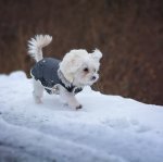 small dog wearing coat and walking on snowy fence