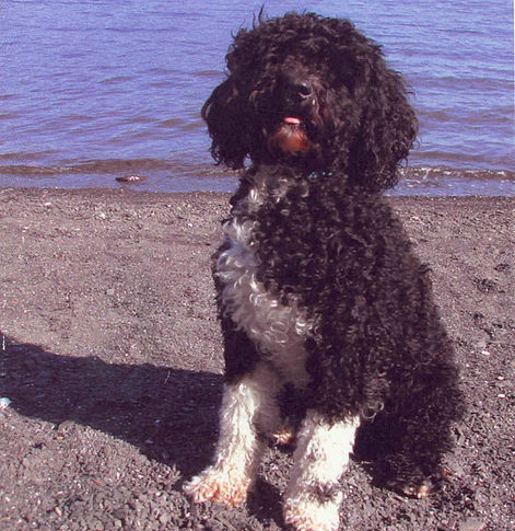 lagotto sitting by the water