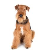 Airedale Terrier