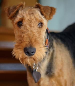 Airedale Terrier head and shoulders looking straight ahead