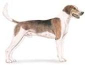 American foxhound standing against neutral background