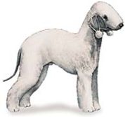 Bedlington Terriers