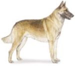 belgian malinois herding dog