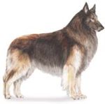 belgian tervuren herding sheepdog