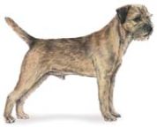 image of Border Terrier