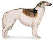 Borzoi hound dog