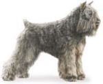 Bouvier des Flandres dog breed illustration