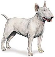bull terrier dog breed image