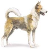 canaan dog breed