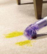 Cleaning dog urine from carpet with vac cleaning dog accident with vacuum