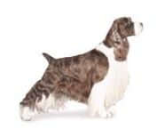 English Springer Spaniel english springer spaniel standing profile with no background
