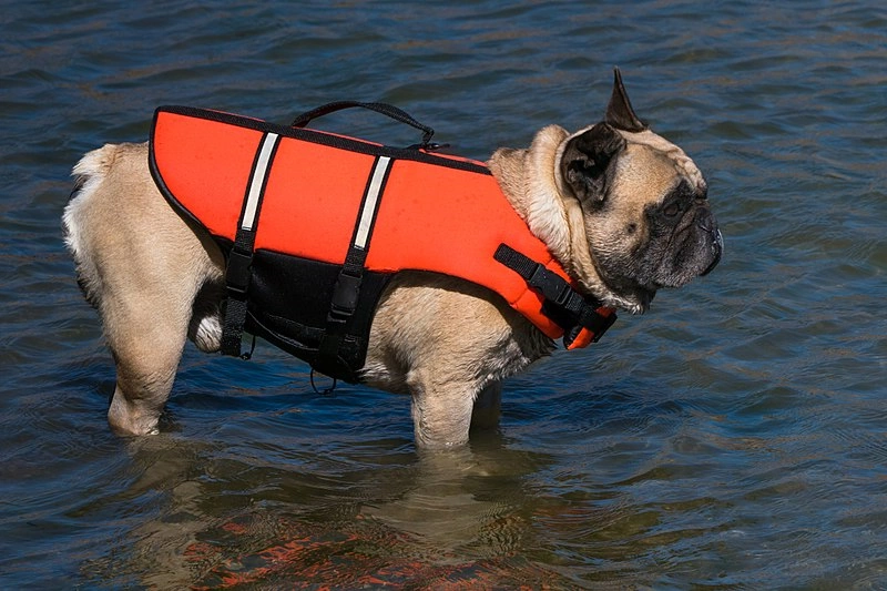 French bulldong in the water wearing a life jacket French bulldong in the water wearing a life jacket