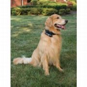 dog wearing gps collar