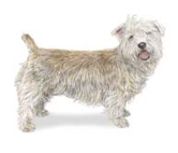 Glen Of Imaal dog breed image