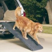 Golden Retriever using vehicle dog ramp