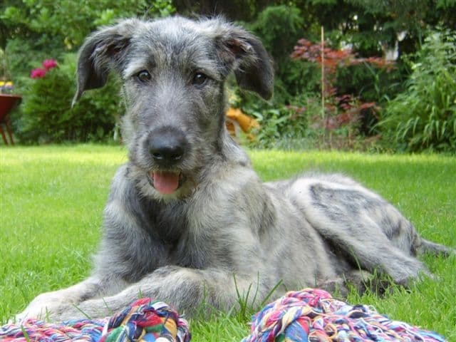 Irish Wolfhound puppy lying outside in the grass with a colored blanket
