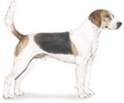 Harrier dog breed