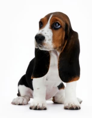 Basset Hound Seated Basset Hound puppy sitting against a white background