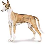 Ibizan Hound dog illustration