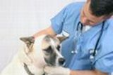 Dog Being Examined By Vet pregnant dog being examined by vet