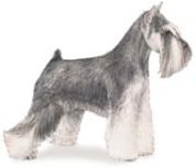Miniature Schnauzer dog illustration