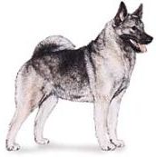 Norwegian Elkhound dog breed illustration