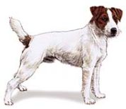 parson russell terrier aka jack russell