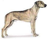 rhodesian ridgeback dog