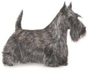 Scottish Terrier illustration