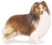 sheltie dogs