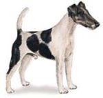 smooth fox terrier image