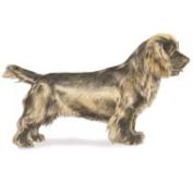 
sussex spaniel dogs