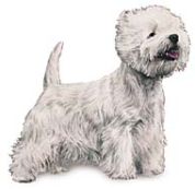 West Highland white terrier dog image