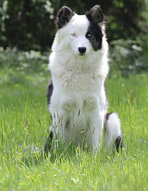 Yakutian Laika dog sitting in the grass