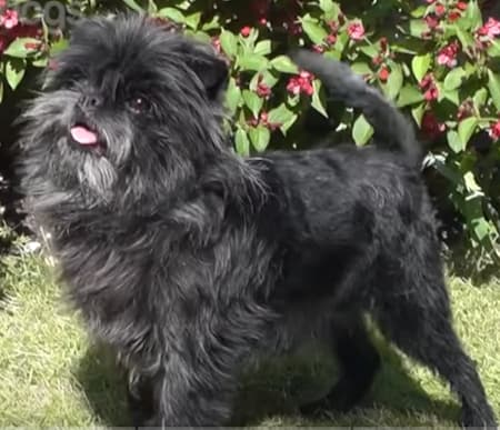 Affenpinscher Standing in a Garden Affenpinscher standing in a garden with flowering bush behind
