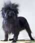 affenpinscher