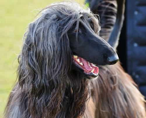 Afghan Hound dog