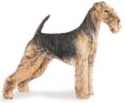 Airedale Terrier image