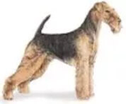 Airedale terrier illustration image