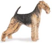 airedale dogs