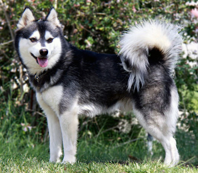 Alaskan KleeKai standing outside in the grass with bushy background 